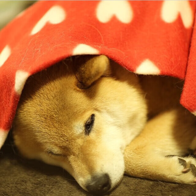 德甲比赛中的战术变化,让对手防不胜防,德甲对抗