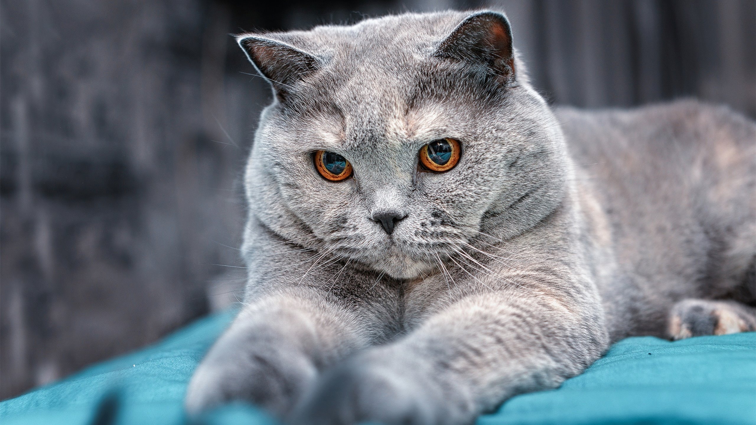 开云中国-《【行业观察】电竞直播内容创新，吸引年轻用户新宠》，电竞直播室